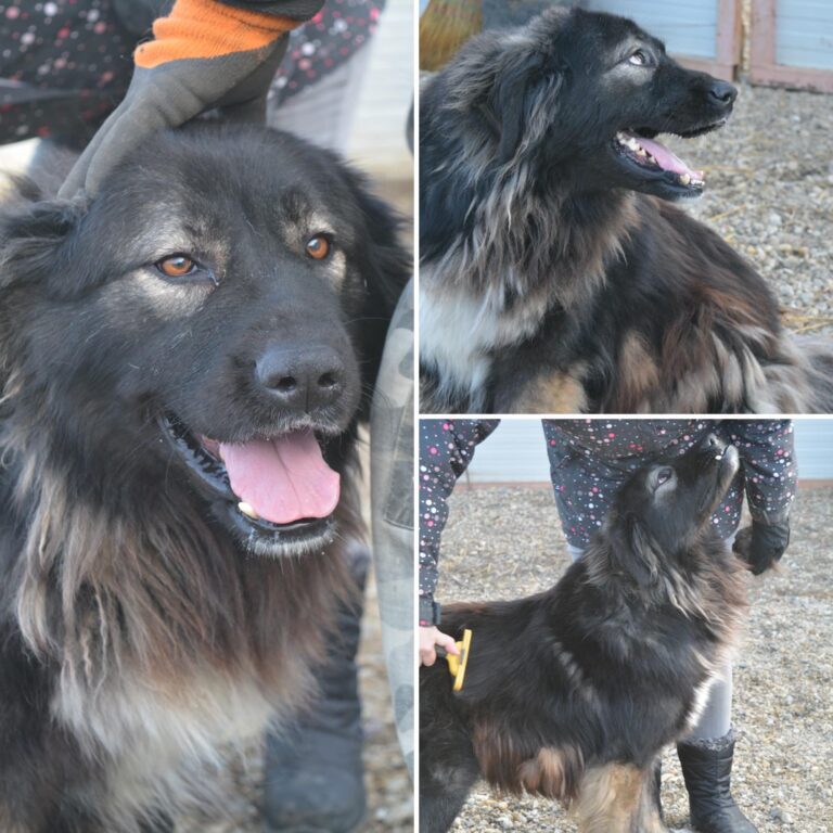 NOVA